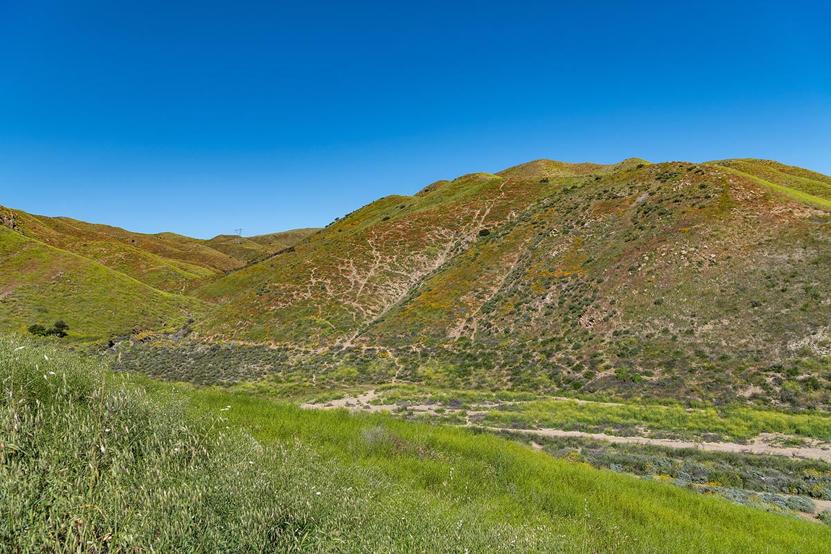 Trying To Catch the Superbloom? Timing Is Everything in Walker Canyon