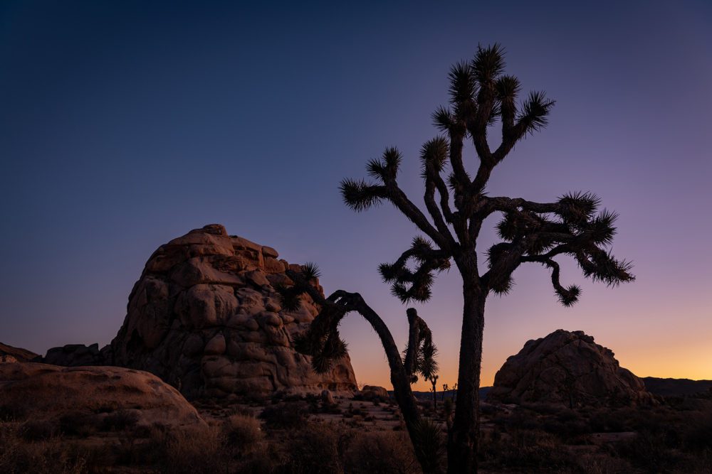 Soak Up The Sunset At Joshua Tree National Park