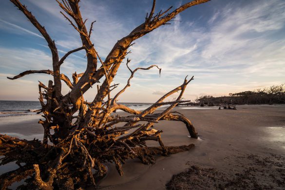 Driftwood Beach, Jekyll Island. Photo by Scott Tribble for Amazing America.