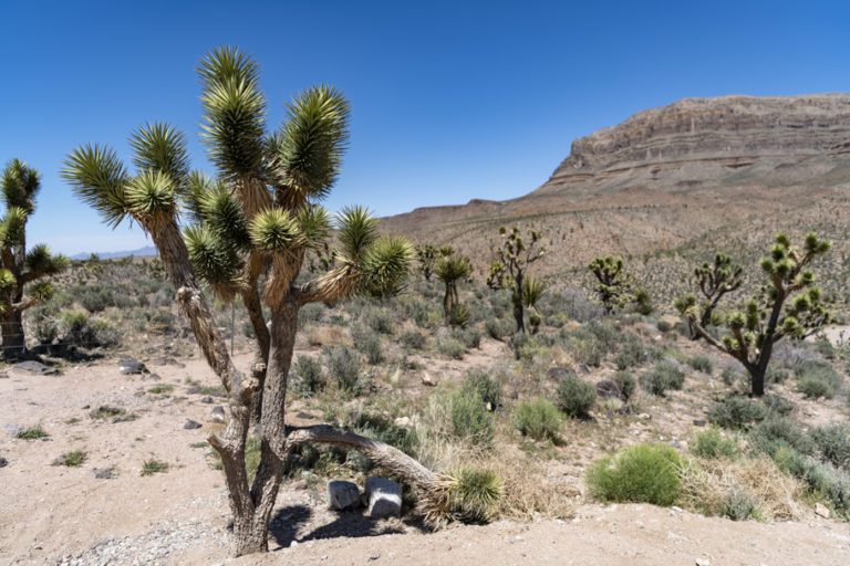 Arizona's Joshua Tree Forest - Amazing America