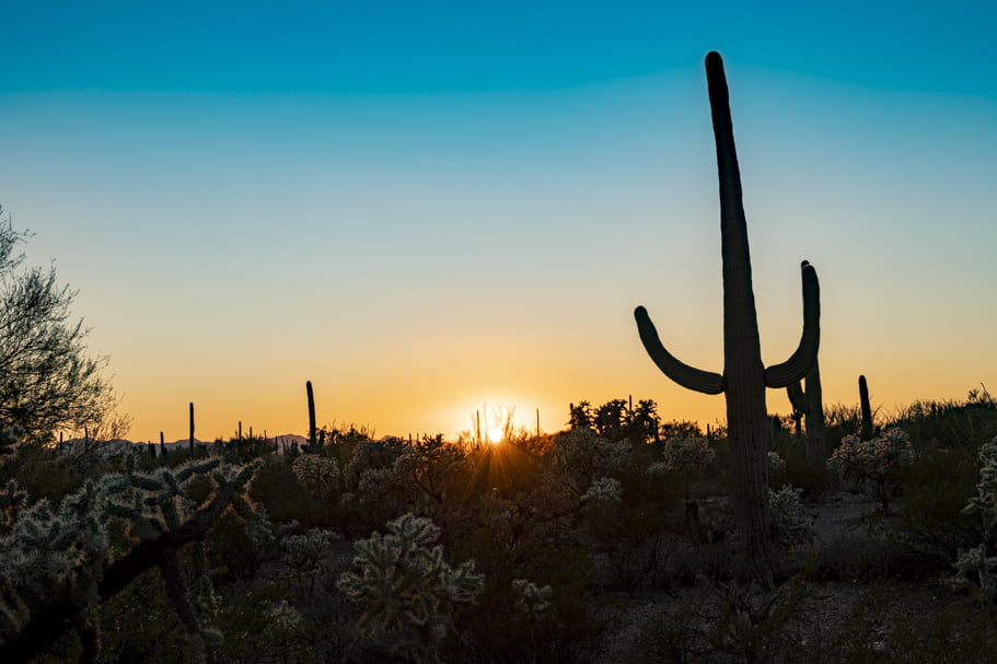 Saguaro National Park