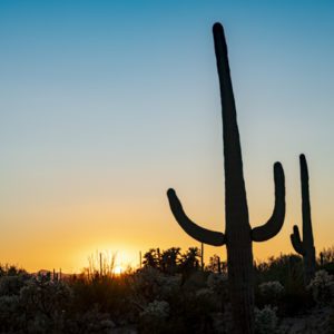 Saguaro National Park