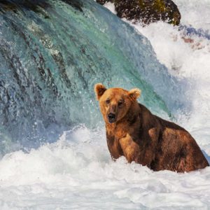 Brown Bear in Alaska