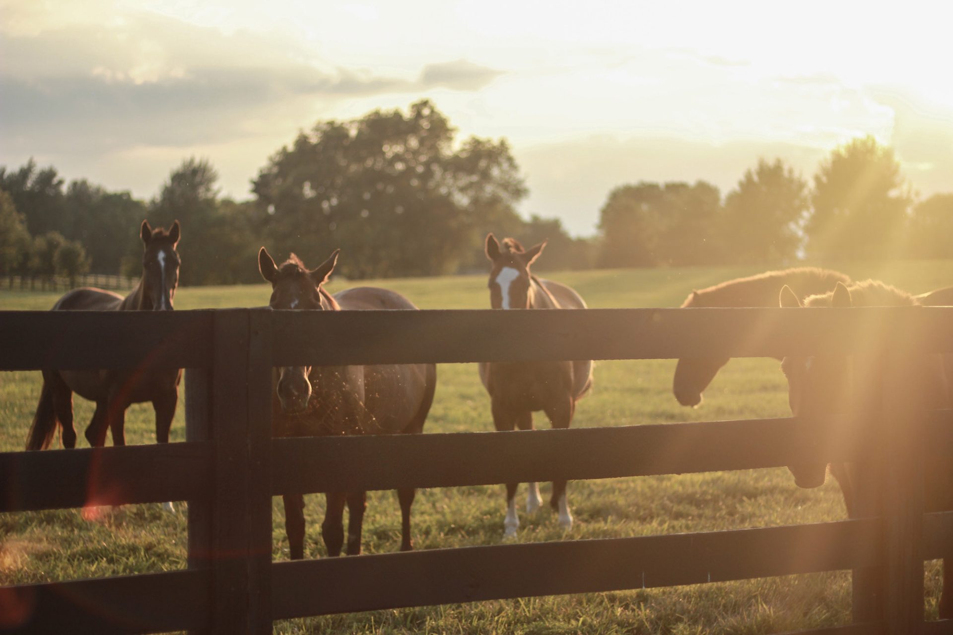 Kentucky Horses