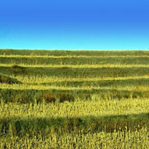 Nebraska field