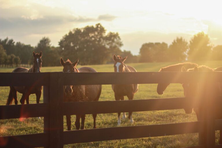 Kentucky Horses