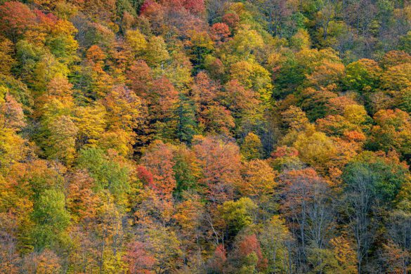 The Forest in Fall in Plymouth, Vermont