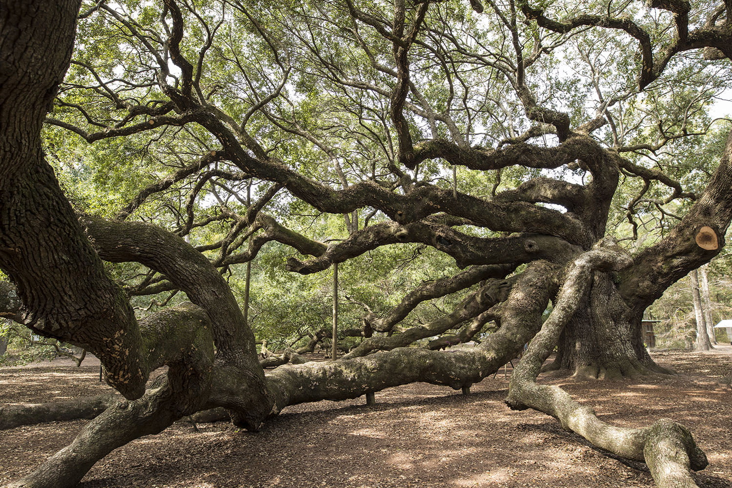 Angel Oak - Amazing America