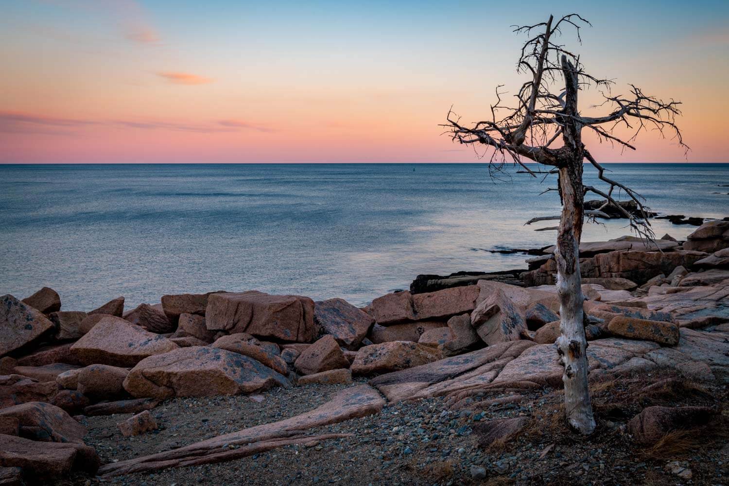 Lone tree at Acadia National Park in Maine