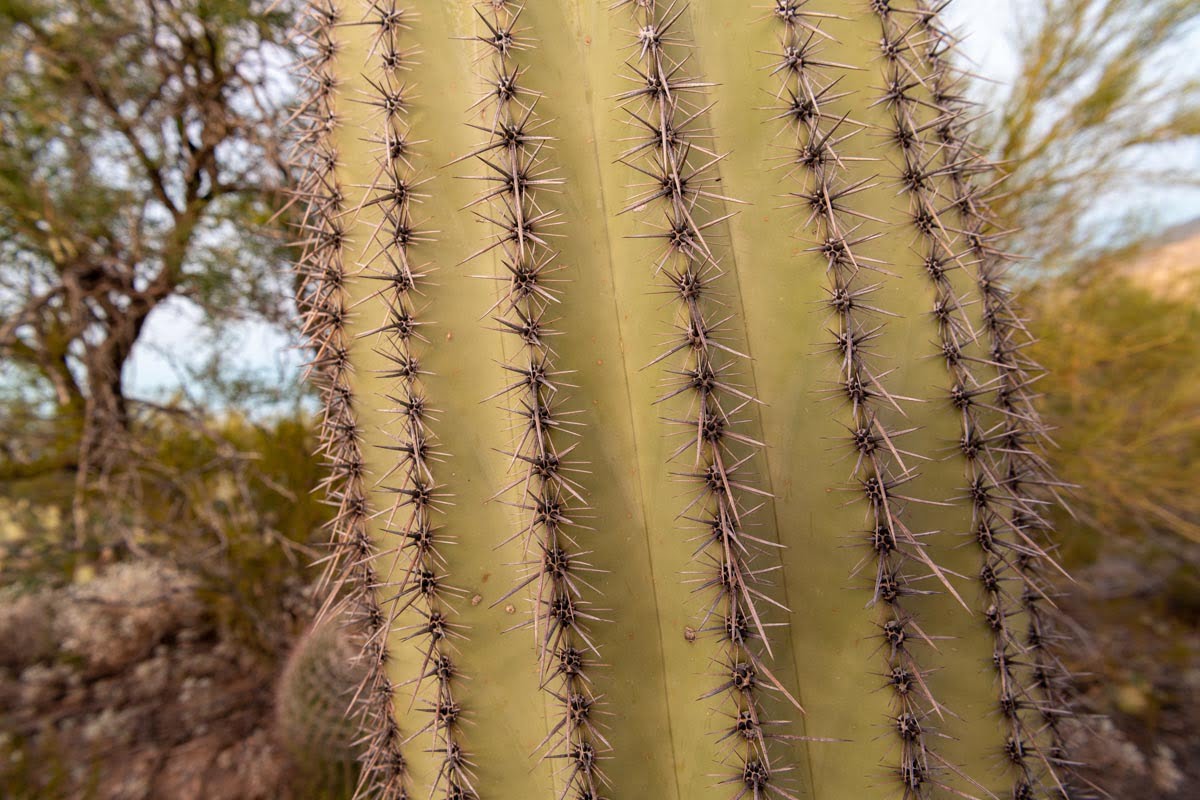 A close-up view of a saguaro cactus in Saguaro National Park outside Tucson, Arizona. Photo by Peter Stringer for Amazing America.