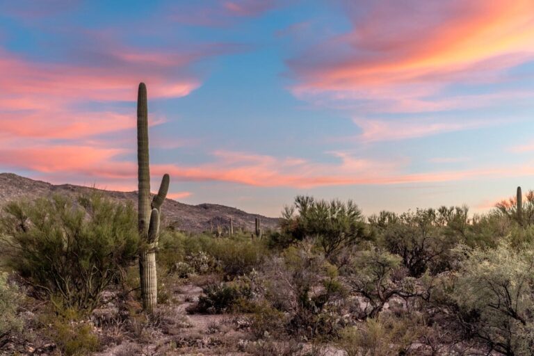 The view just after sunset in Saguaro National Park on January 6, 2022. Photo by Peter Stringer for Amazing America.